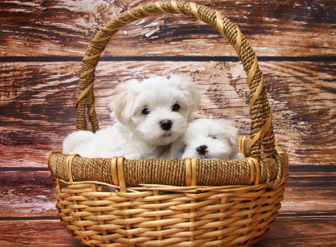 Wallpaper Maltese dogs, puppy, white, pet, Animals 6997317247